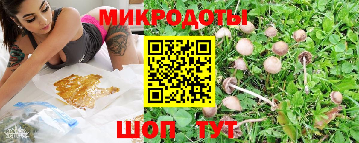 Галлюциногенные грибы Psilocybe Лабинск